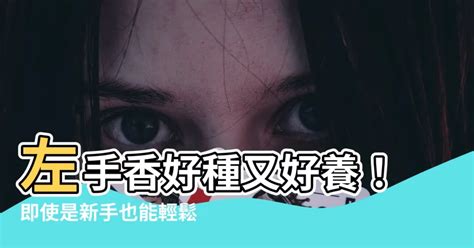 左手香可以放室內嗎|左手香能放室內嗎？專業解答與風水分析